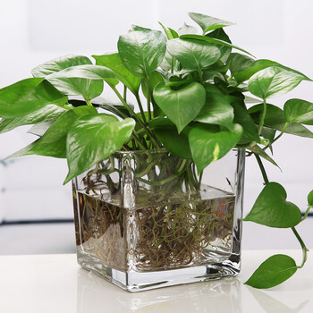 美式玻璃花瓶，裝點(diǎn)你的家居藝術(shù)