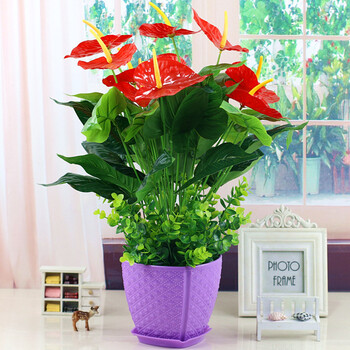怎么樣,綠色,植物,花草,花草,綠色,植物