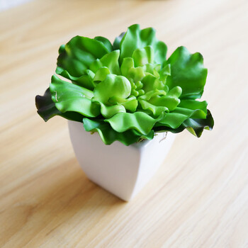 室內(nèi)蔬菜盆栽