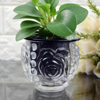 植物透明花瓶