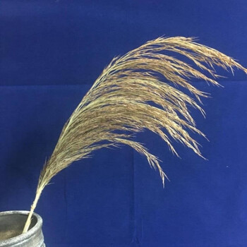 田園風格干花