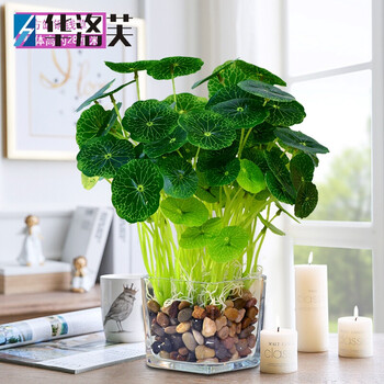 怎么樣,植物,水晶,水晶,植物
