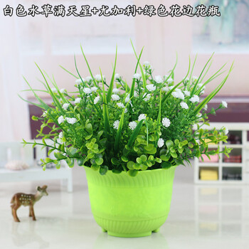 植物盆栽滿天星