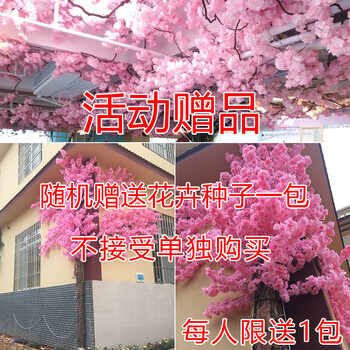 塑料,怎么樣,塑料,梨花,梨花