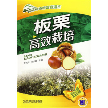 板栗
