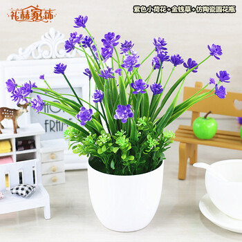 蘭花,蘭花,怎么樣,家居,家居,裝飾,裝飾
