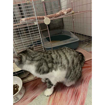 反馈剖析憨憨宠猫砂盆测评下质量如何，使用一个月后评测