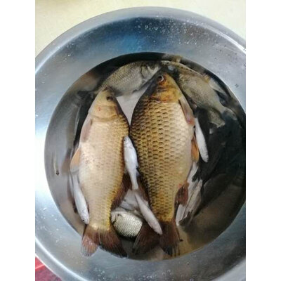 大神说说松崎炮竿质量是不是很好，真实用户讨论爆料