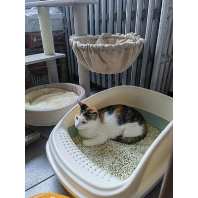 反馈剖析憨憨宠猫砂盆测评下质量如何，使用一个月后评测