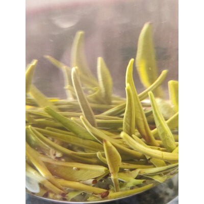 内幕爆料峨眉雪芽绿茶是不是真的好用，老司机解密真相