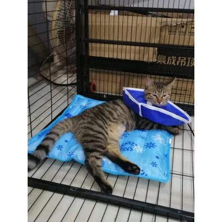 已经入手吐槽珑小宠猫狗窝口碑评分如何，用了三周心得分享