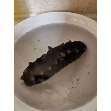 了解爆料辽参干辽参100g16-25只价格是多少？网友吐槽评价反馈感受！