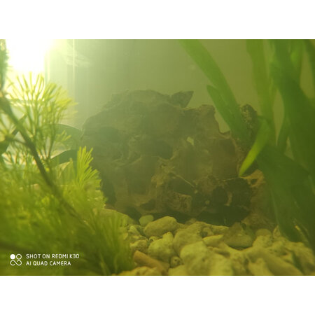 参考说说疯狂水草（crazy aquatic plant）造景装饰值不值的买，图文评测详情