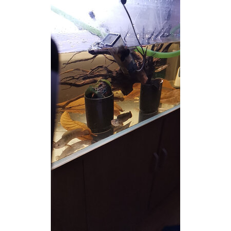 良心评测体验森森XGP-1000L评测质量如何呢，看看大家怎么说的