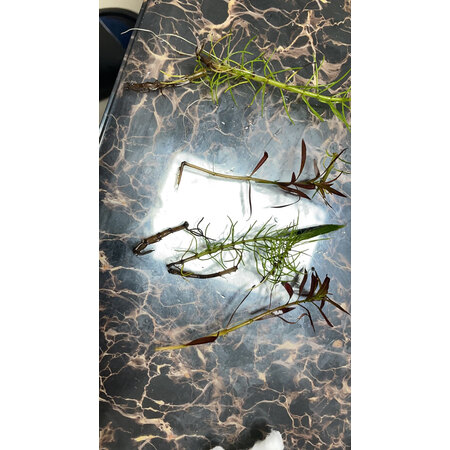说说对比森森（SUNSUN）水草用品是不是真的好用，真相评测揭秘