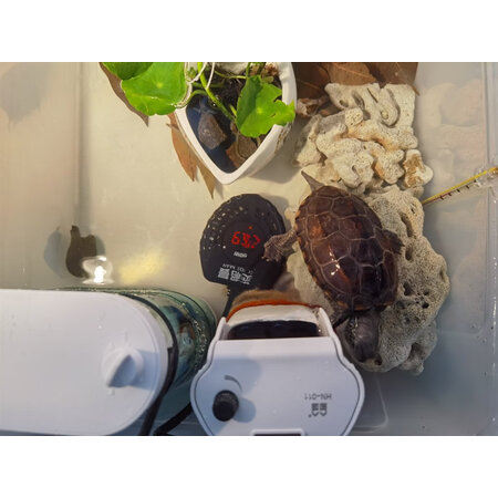 曝光评测茨格曼乌龟加热棒质量靠谱不，评测二个月感受告知