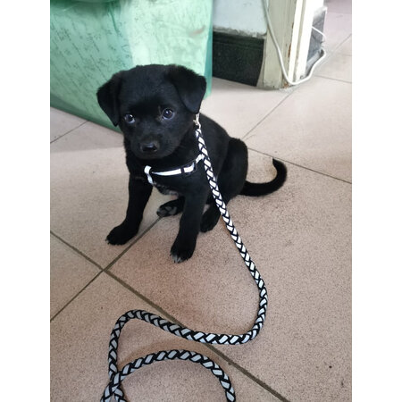 憨憨乐园牵引绳M号真实体验反馈-憨憨乐园牵引绳M号用户使用体验分享_http://www.tuijianxing.com_好物_第5张