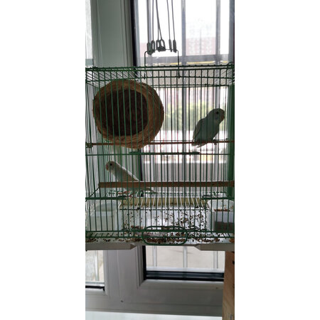 不吹不黑朗缤鸟类用品感受分享，对使用的问题曝光