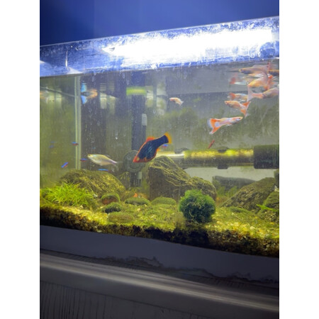 探索说说茨格曼cgm-35评测如何，真相揭秘啦