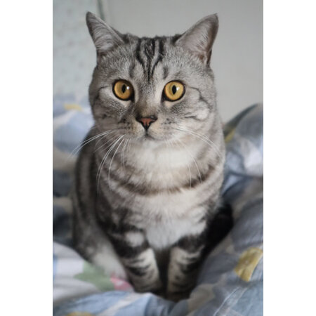 亲身爆料网易严选全价猫粮10kg袋质量让人放心吗，体验者讲述真实经历