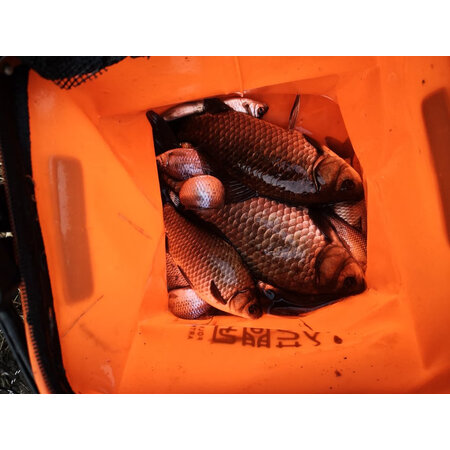 如何区别民间艺人金袖有刺3号还不错吗，交流三星期感受分享-盒子日记