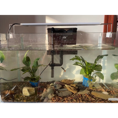 入手爆料森森（SUNSUN）鱼缸/水族箱使用后评价好吗，真实质量反馈