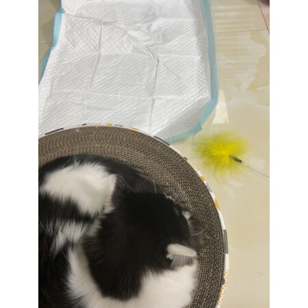 已经入手吐槽珑小宠猫狗窝口碑评分如何，用了三周心得分享