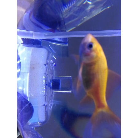 良心点评boxtech过滤器/水泵是不是真的好用，用了两星期感受分享