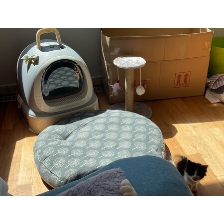 解疑体验美卡美卡 特大号机器猫猫砂盆揭秘质量好不好，这个值得入手吗