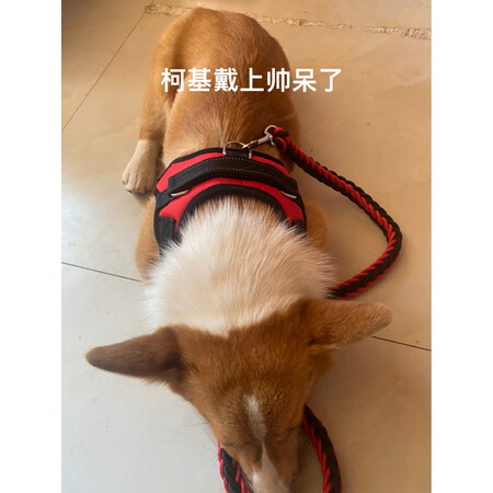 全方位点评憨憨宠牵引绳/胸背带质量曝光，消费者用后感受