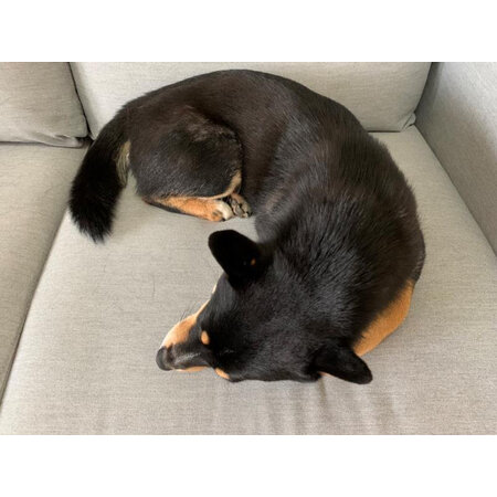 请教体验Mr Clea牵引绳评测划算不划算，评测半个月感受告知-盒子日记