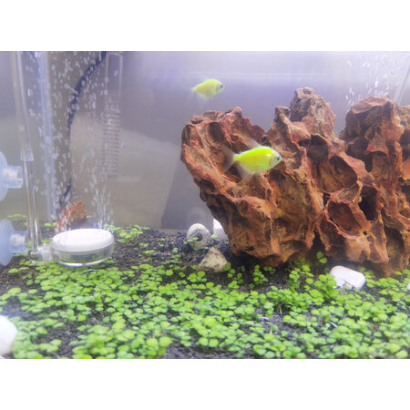 参考说说疯狂水草（crazy aquatic plant）造景装饰值不值的买，图文评测详情