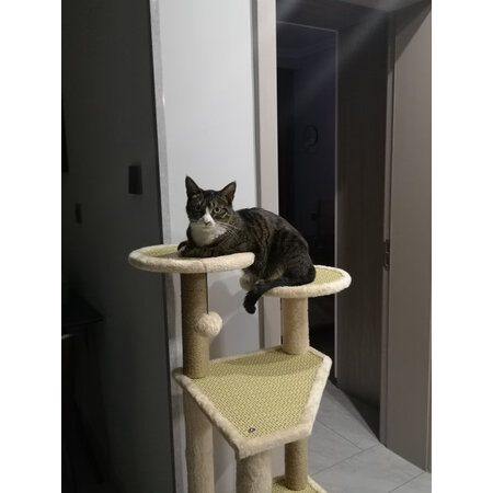 点评体验感受猫主义MZY-XMMPJ值得入手吗？良心点评实际情况！