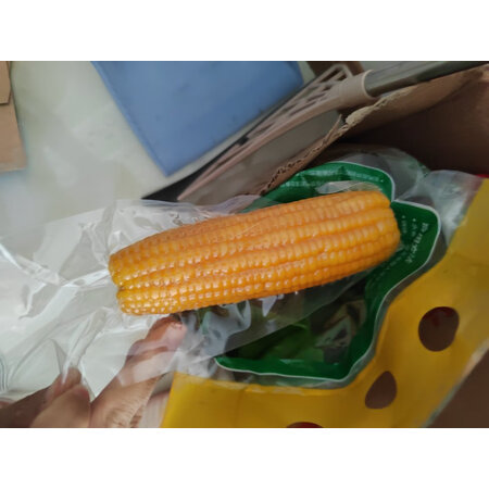 深入剖析华田禾邦甜糯黄玉米用后真实反馈？了解三星期感受分享！