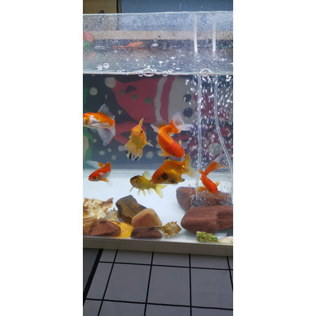 内行人剖析森森（SUNSUN）鱼缸/水族箱如何怎么样，使用分享爆料