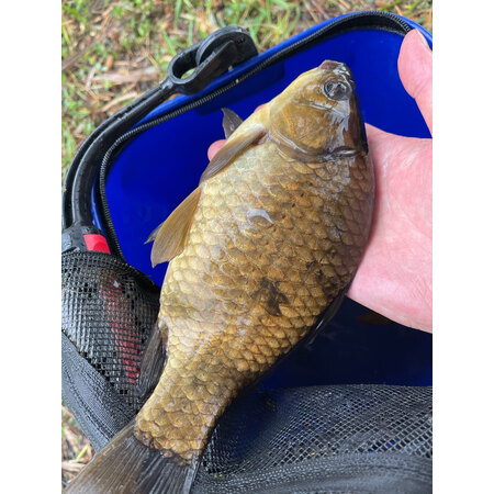 直奔主题垂弦(ChuiXian)其他辅助装备性价比高不高呢,大神是怎么说的-盒子日记