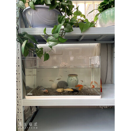 入手爆料森森（SUNSUN）鱼缸/水族箱使用后评价好吗，真实质量反馈