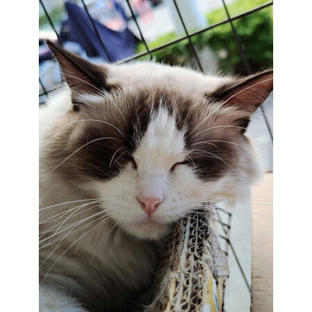 亲身爆料网易严选全价猫粮10kg袋质量让人放心吗，体验者讲述真实经历