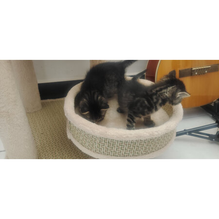 点评体验感受猫主义MZY-XMMPJ值得入手吗？良心点评实际情况！