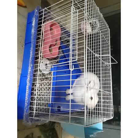 深入曝光洁西兔笼825569功能如何,吐槽两周感受分享-盒子日记