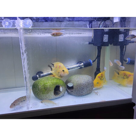 入手爆料森森（SUNSUN）鱼缸/水族箱使用后评价好吗，真实质量反馈