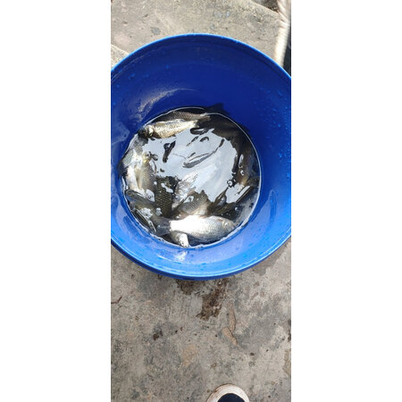 高手说说民间艺人线组值不值呢？评测三个月感受告知！
