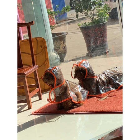 上手感受华元宠具（hoopet）宠物鞋服使用过后感受，评测一周心得分享