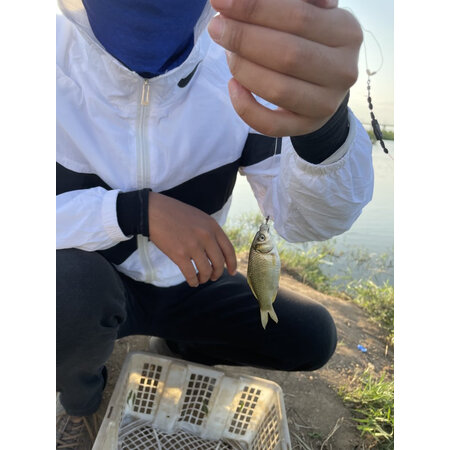 使用比较钓鱼王腥香鲫鱼套餐性能如何，不看不清楚啦