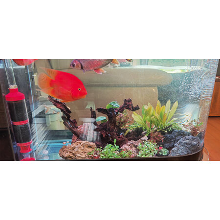参考说说疯狂水草（crazy aquatic plant）造景装饰值不值的买，图文评测详情