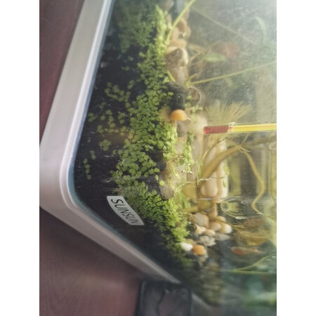 解疑剖析疯狂水草（FKSC）水草用品使用感受如何呢，你们觉得好用不，