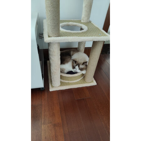 点评体验感受猫主义MZY-XMMPJ值得入手吗？良心点评实际情况！