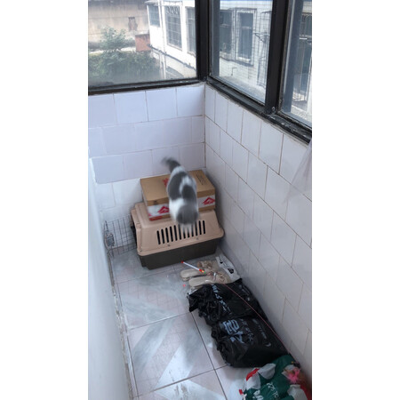 一起剖析摩宠（moorpet）航空箱/便携包真实反馈如何，评论那么好是真的吗
