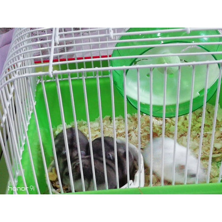 真实评测威毕鼠类用品使用感受分享，揭秘广告背后的真相