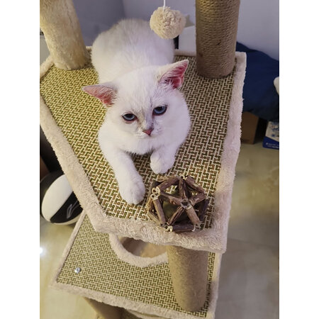 点评体验感受猫主义MZY-XMMPJ值得入手吗？良心点评实际情况！